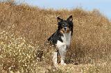 BORDER COLLIE 450